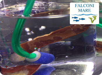 Research in the laboratory and in the sea